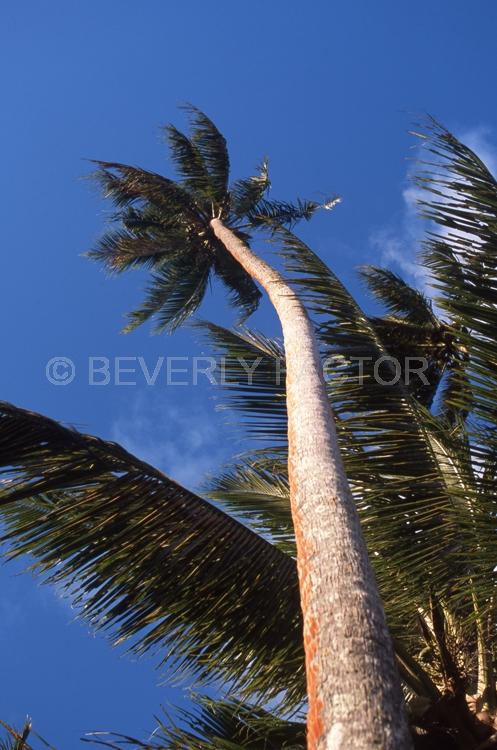 Islands;Fiji;palm tree;blue sky clouds